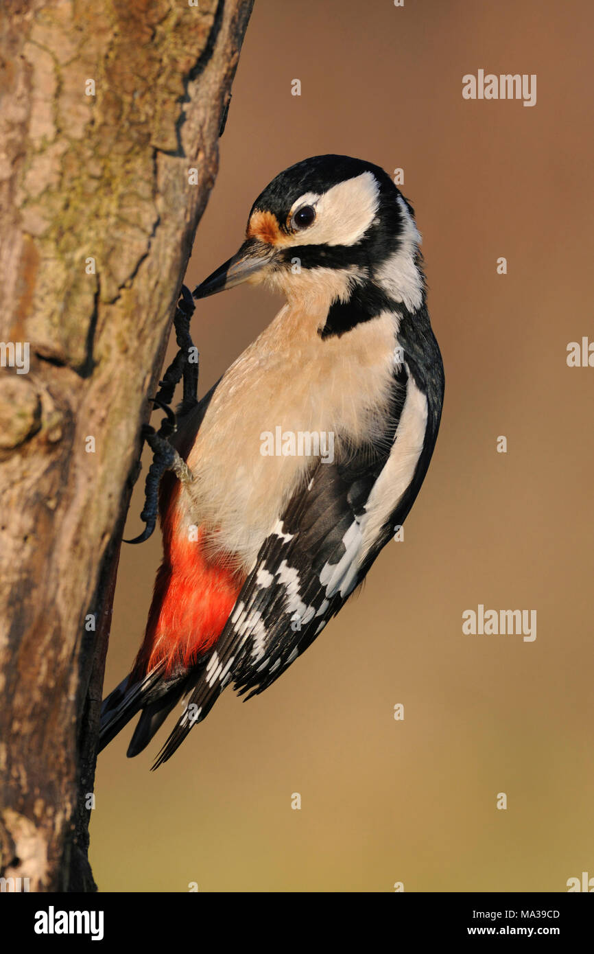 Buntspecht/Buntspecht (Dendrocopos major) auf einem morschen Baumstamm für Lebensmittel, warmes Abendlicht, Europa suche thront. Stockfoto