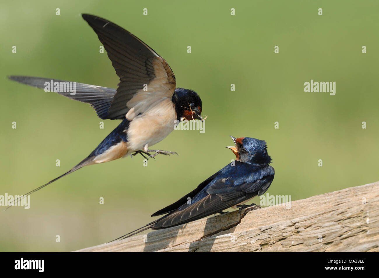 Rauchschwalben/Rauchschwalbes (Hirundo rustica), Paar, Paar, auf einem hölzernen Zaun gehockt, umwerben, Präsentation von Nestmaterial, Europa. Stockfoto