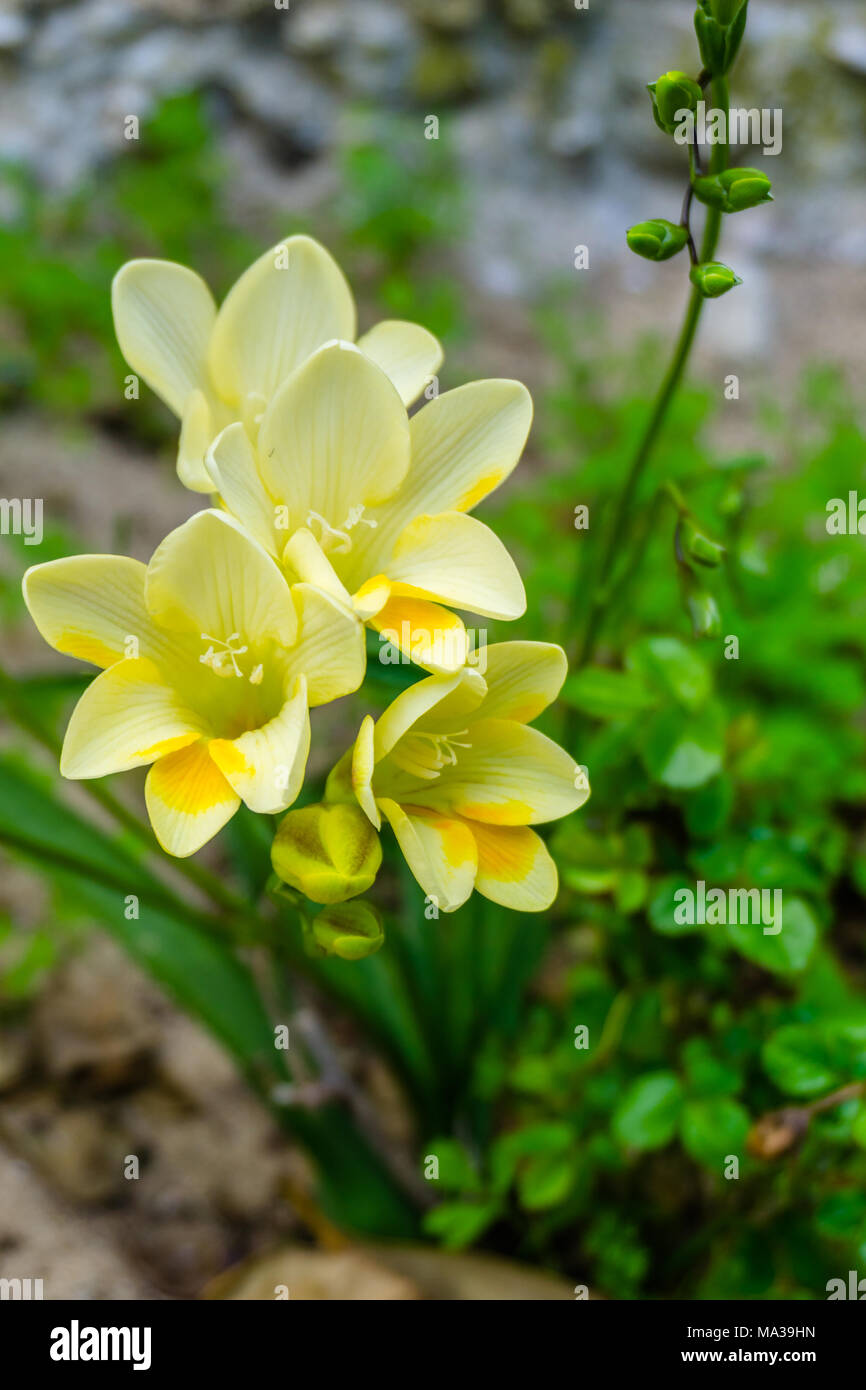 Schönen wilden gelben Blumen. Close-up. Landschaft Szene. Stockfoto