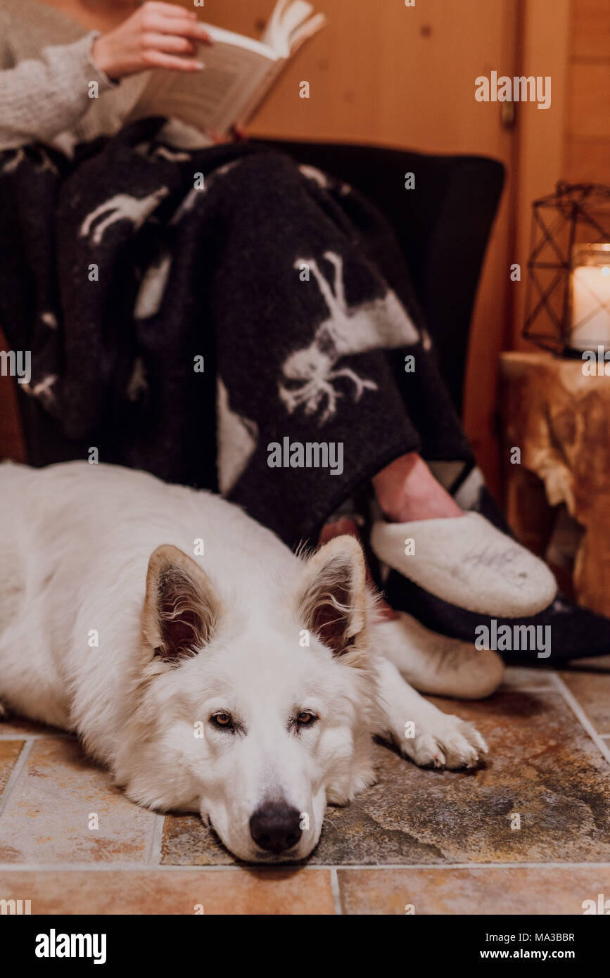 Junge Frau in eine Decke gewickelt, ein Buch lesen, Schäferhund liegt neben ihr, Nahaufnahme, Detail Stockfoto