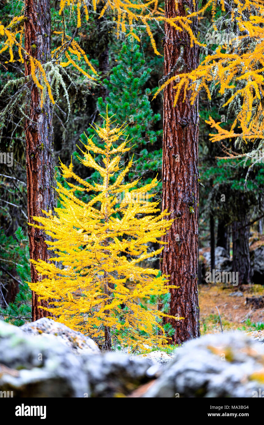 Einsamen Lärche im Wald von Rosegtal, Engadin, Graubünden, Schweiz. Stockfoto