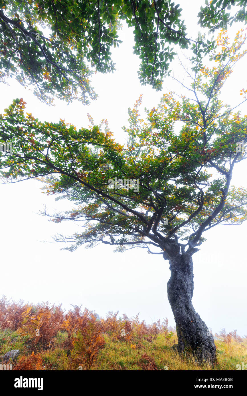 Baum im Nebel. Montemezzo, Comer See, Lombardei. Italien. Stockfoto