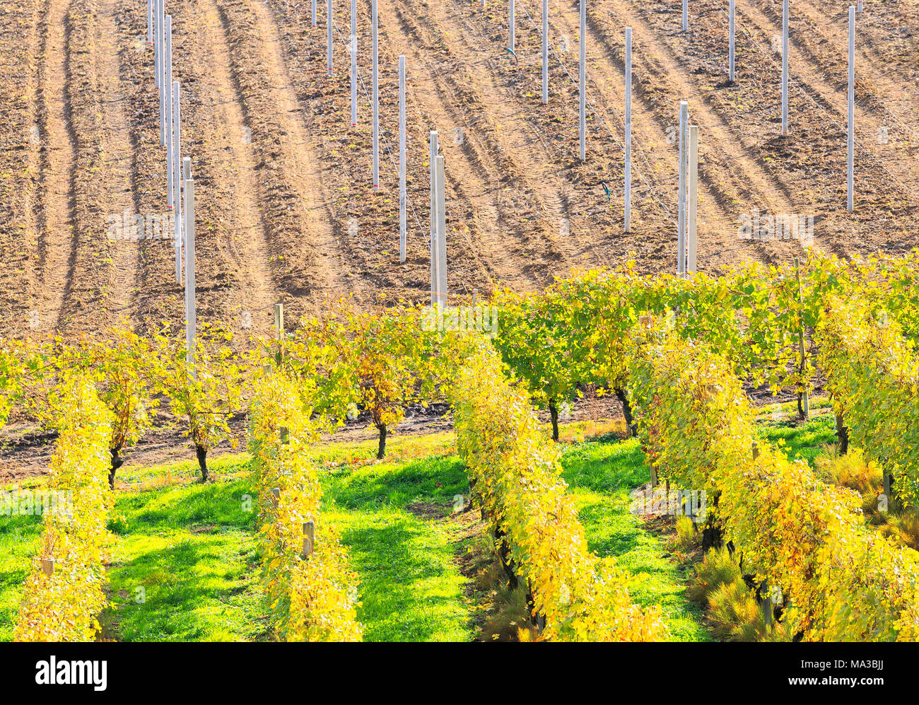Weinberge und bewirtschaftete Felder von oben. Bianzone, Valtellina, Lombardei, Italien. Stockfoto