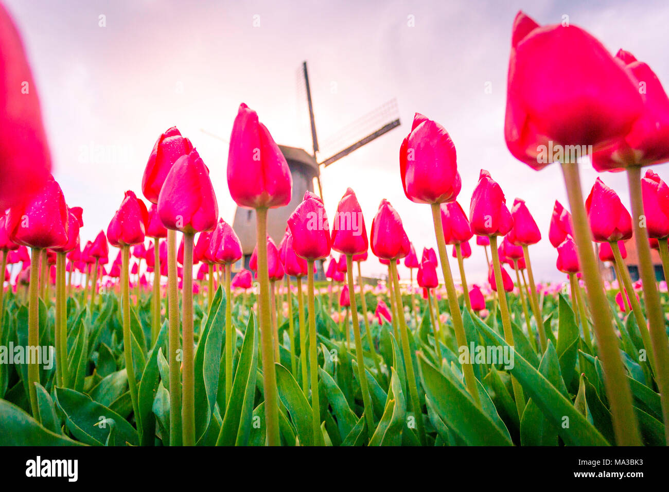 Alkmaar, Niederlande. Tulpen Feld in der Blüte und Windmühle im Frühling. Stockfoto