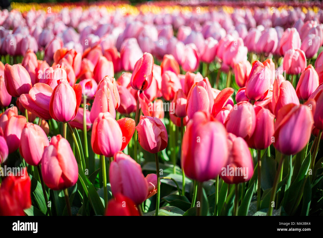 Lisse, Niederlande. Tulpen Feld in der Blüte und Windmühle im Frühling. Stockfoto