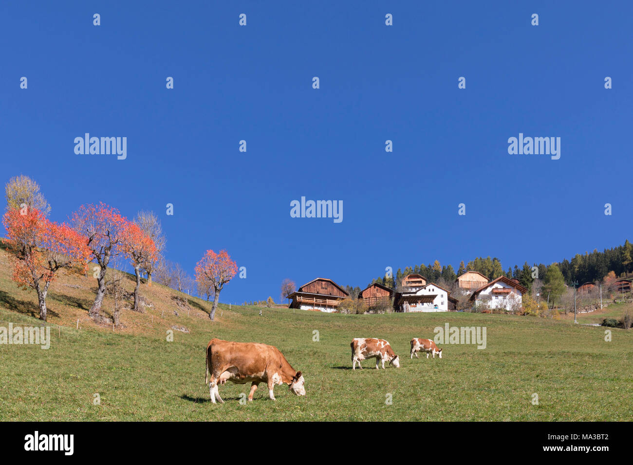 Malerische Landschaft in Südtirol, Pliscia/Plaiken, Enneberg / Enneberg, Bolzano, Alto Adige, Südtirol, Italien Stockfoto