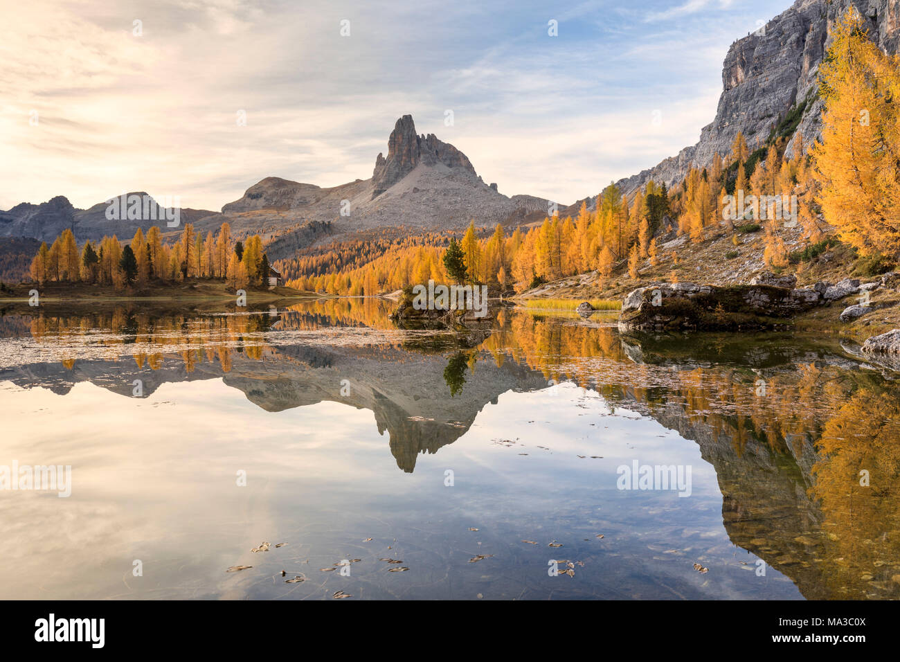 Eine gelbe Lärchen Wald bei Federa See im Herbst mit Becco di Mezzodì auf dem Hintergrund, Cortina d Ampezzo, Belluno, Dolomiten, Venetien, Italien Stockfoto