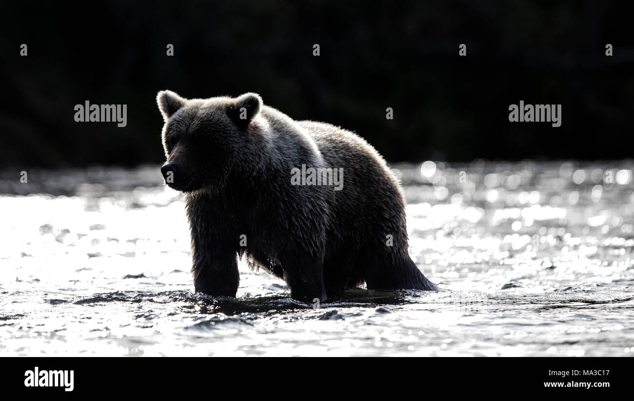 Braunbär (Ursus arctos), alascensis Brooks River, Katmai National Park, Alaska Peninsula, westlichen Alaska, Vereinigte Staaten von Amerika Stockfoto
