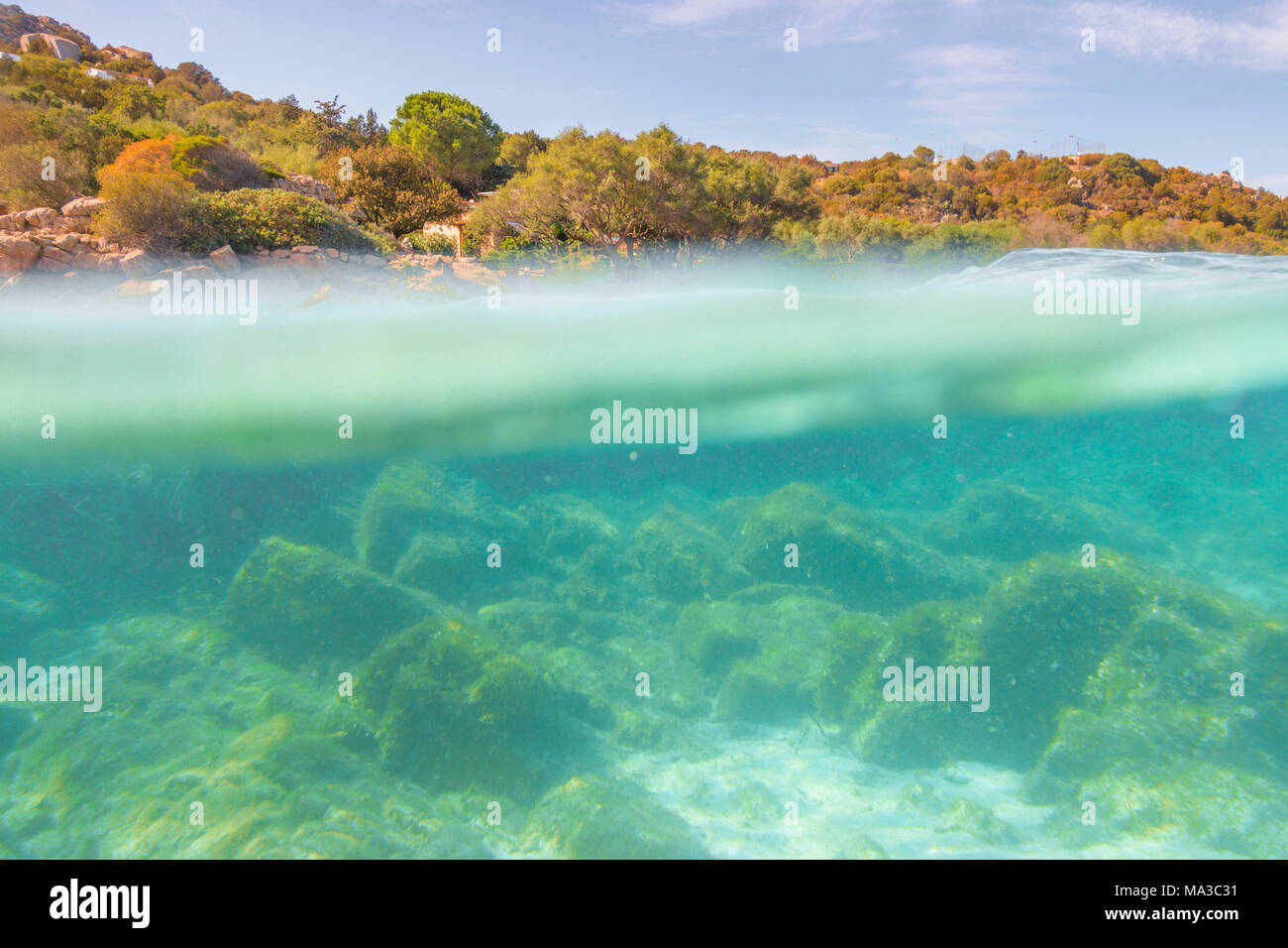 Die Hälfte Unterwasser Foto mit dem Meeresboden und Bäume im arinella (Olbia), Provinz Olbia-Tempio, Sardinien, Italien Stockfoto