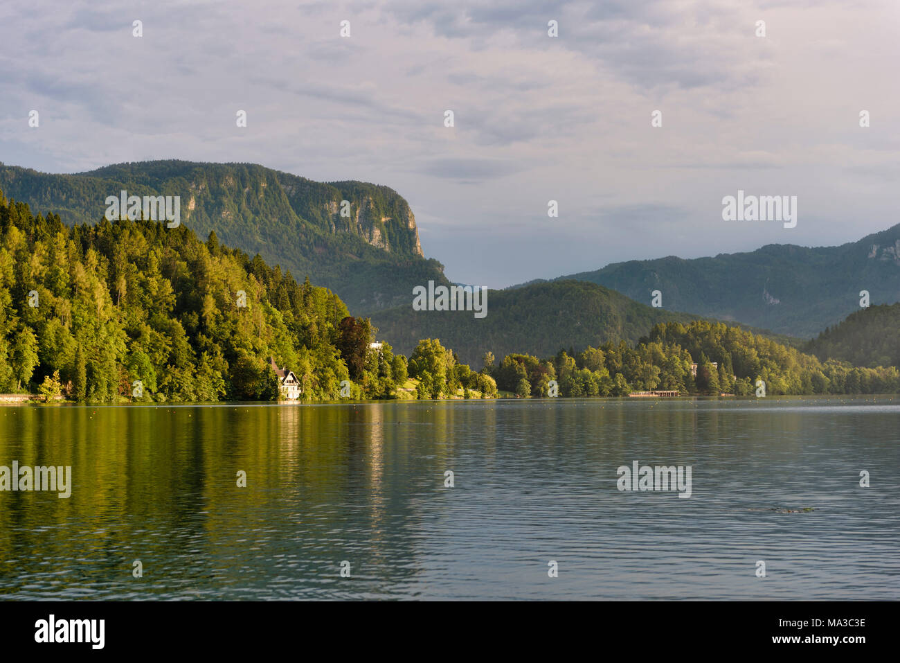 Slowenien, Bled, Wald am Seeufer Stockfoto