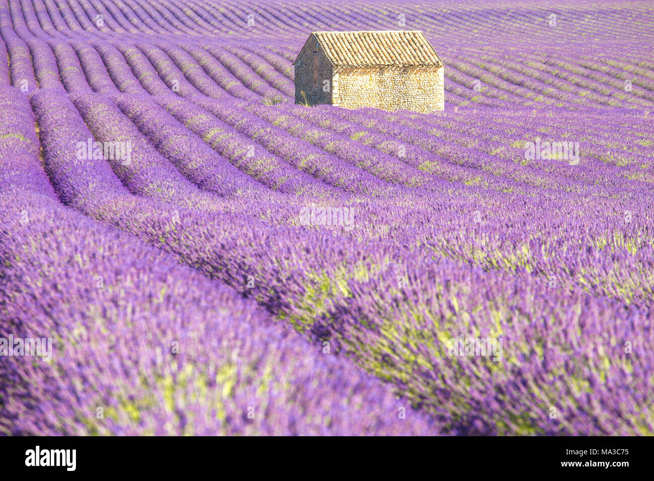 Ein einsames Haus von Lavendelfeldern umgeben. Valensole, Provence, Frankreich Stockfoto