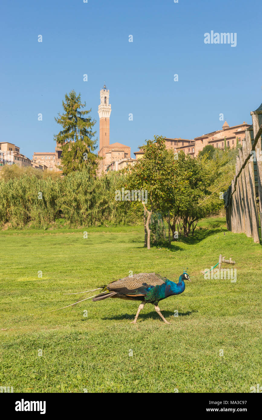 Siena, Toskana, Italien, Europa. Del Mangia Turm mit einem peakock im Vordergrund Stockfoto
