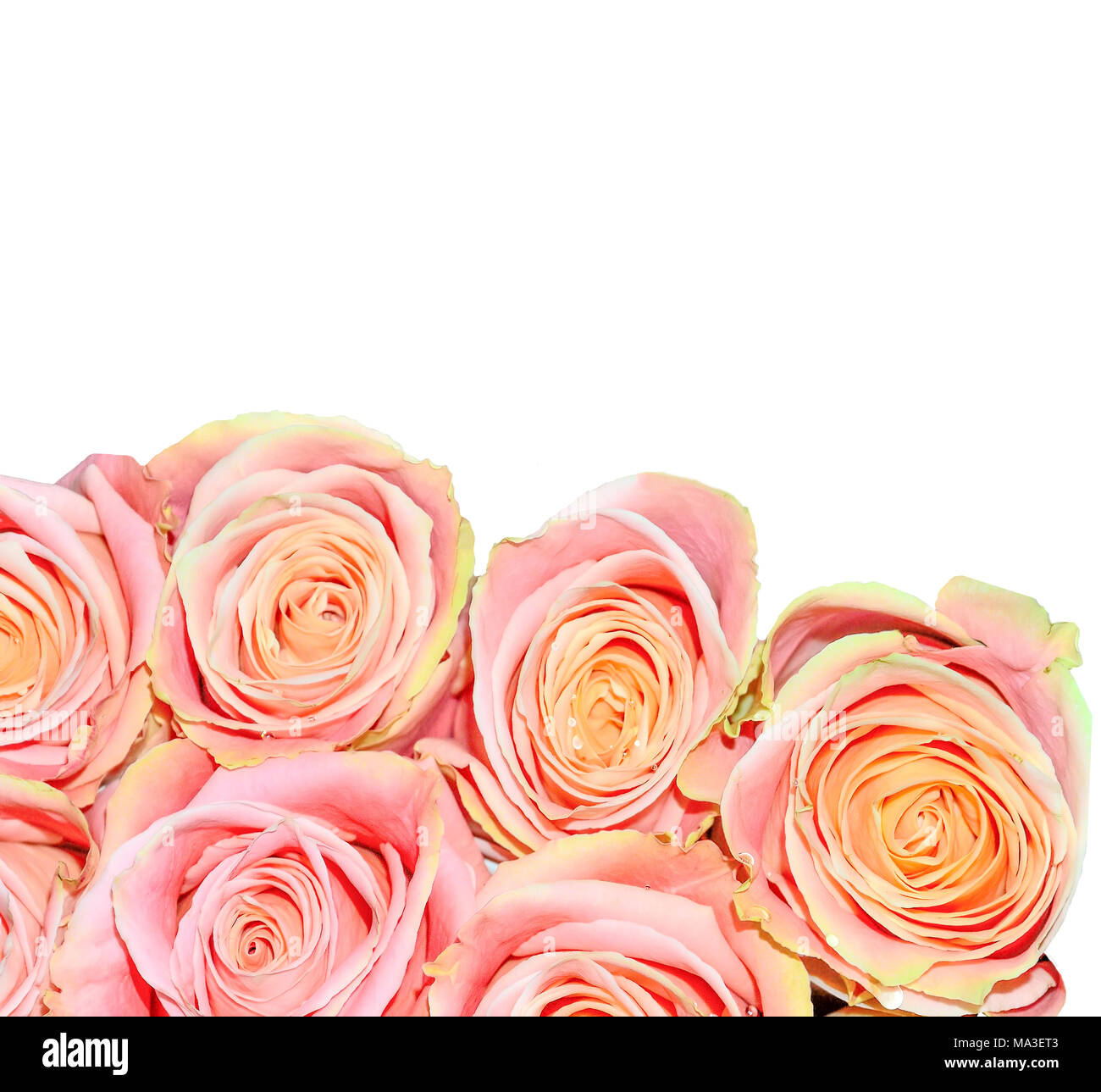 Schönen Blumenstrauß sanfte rosa Rosen mit Wassertropfen Nahaufnahme isoliert auf Weiss - Festliche floral background, romantische Kunst Design für Grußkarte, Stockfoto