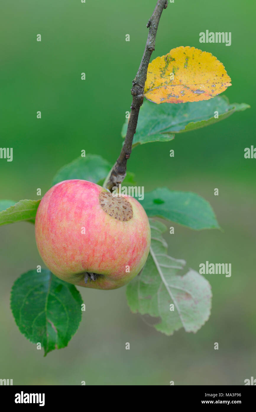 Deutschland, Baden-Württemberg, Apfel am Baum Stockfoto