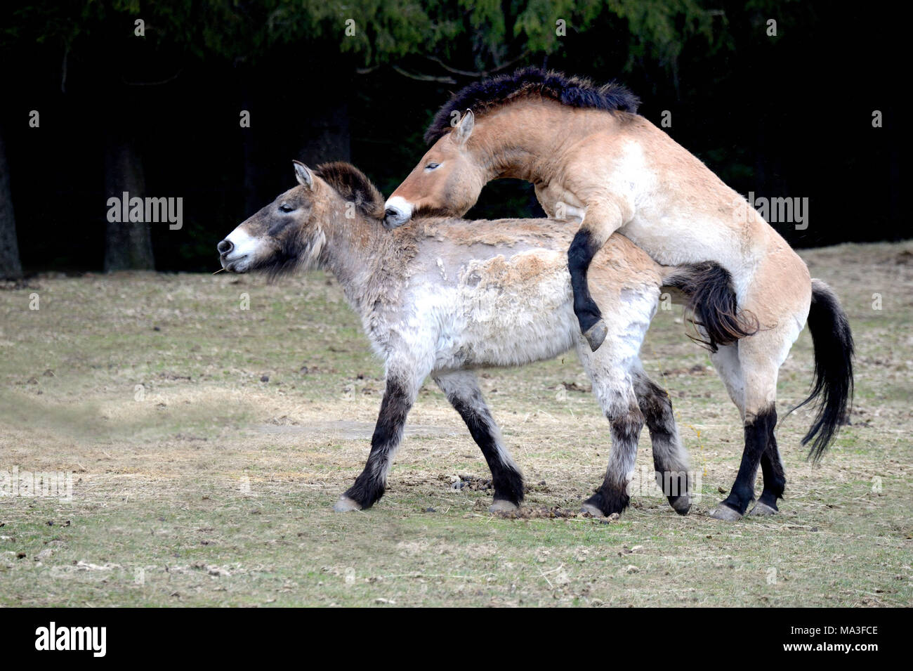 Pferde asiatischen Przewalski's Paarung, Equus ferus Przewalskii Stockfoto