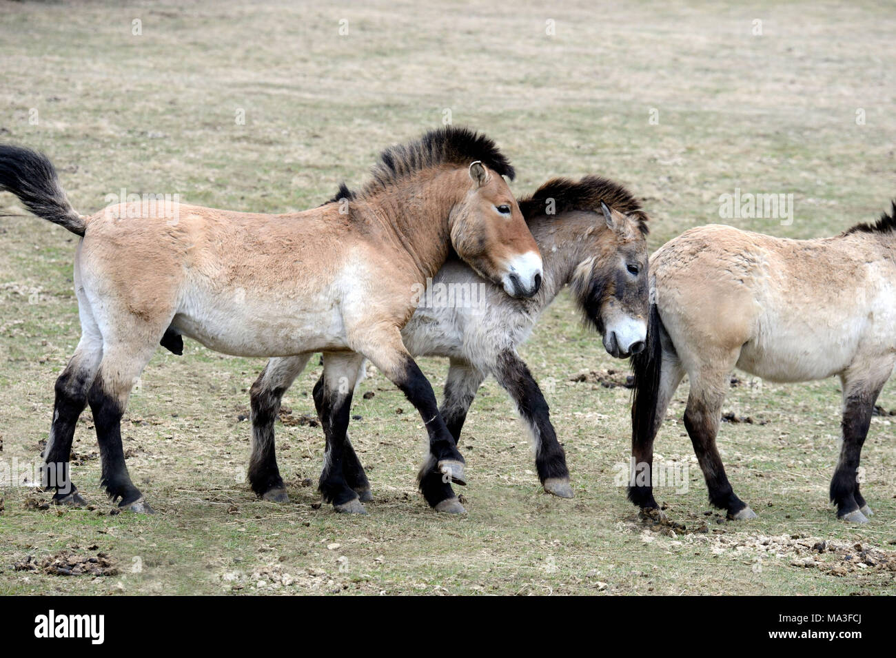 Asiatische Przewalski's horse, Equus ferus Przewalskii Stockfoto