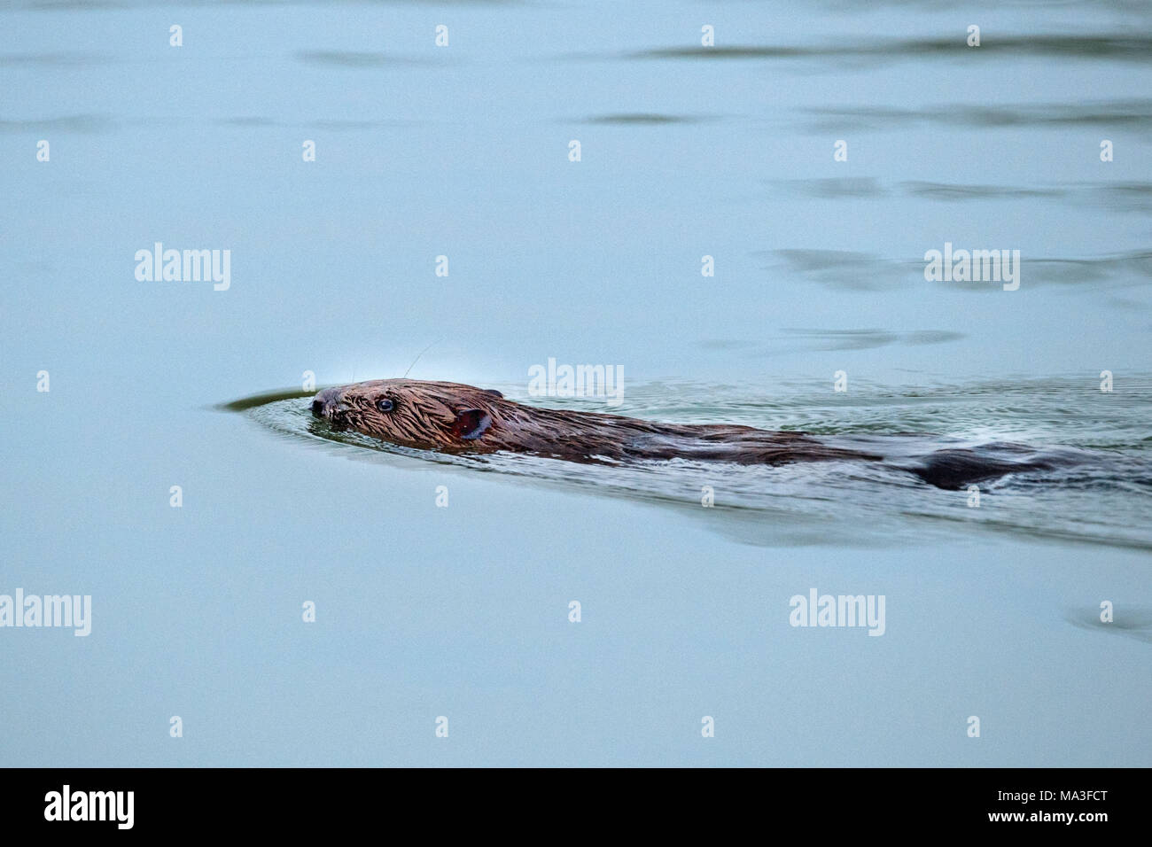 Biber schwimmen im Wasser, Castor fiber, Stockfoto