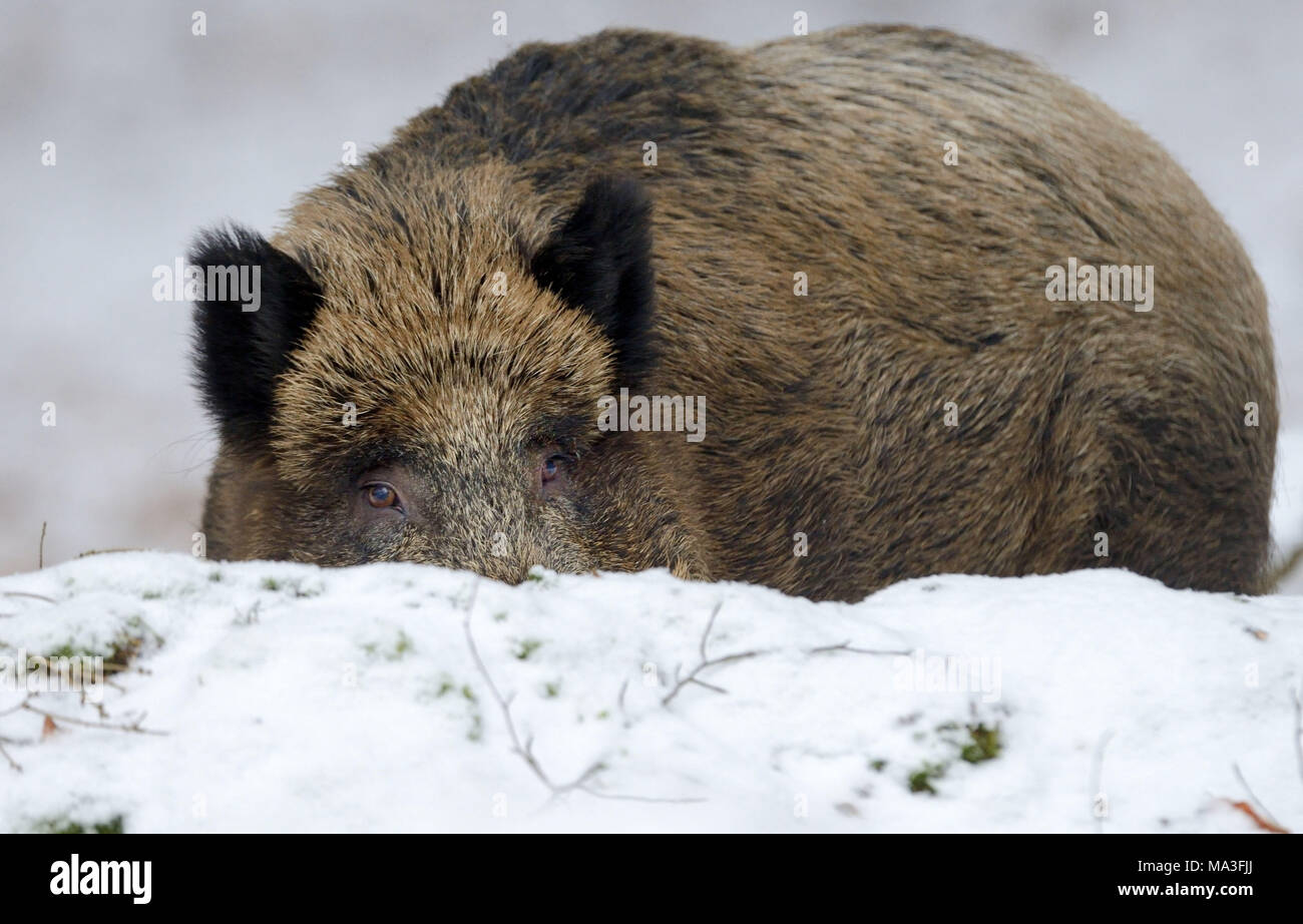 Wildschwein im Schnee, Sus scrofa scrofa Stockfoto