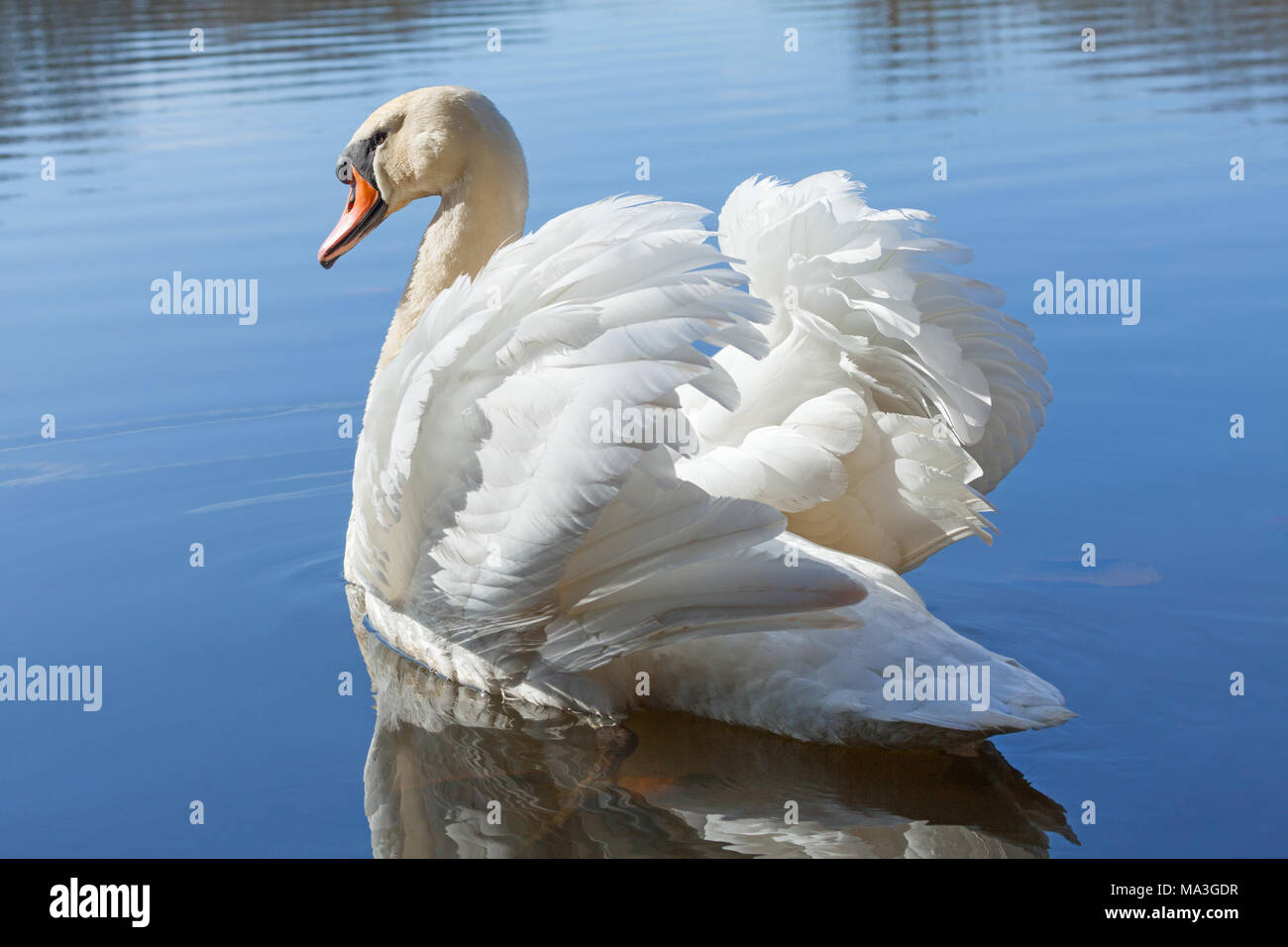 Barton-upon-Humber, North Lincolnshire, Großbritannien. 29. März 2018. UK Wetter: Eine Mute swan zu einem Lincolnshire Wildlife Trust Naturschutzgebiet auf einer ruhigen, sonnigen Frühling Morgen. Quelle: LEE BEEL/Alamy leben Nachrichten Stockfoto