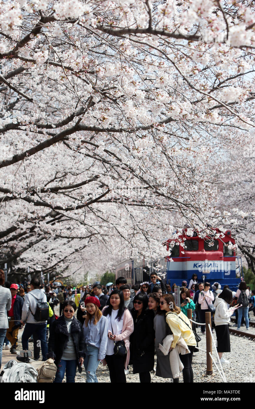 30 Mär, 2018. Kirschblüten in voller Blüte Touristen aus der Südostasiatischen region Foto sich an Gyeonghwa Station, einem der oberen Plätze, um eine gute Sicht auf die Kirschblüten, in der südöstlichen Stadt von Changwon am März 30, 2018, zwei Tage vor einer 11-tägigen Cherry Blossom Festival. Die 2018 Cherry Blossom Festival, dem größten seiner Art im Land, wird im Marinehafen der Stadt Jinhae abgehalten werden. Credit: Yonhap/Newcom/Alamy leben Nachrichten Stockfoto