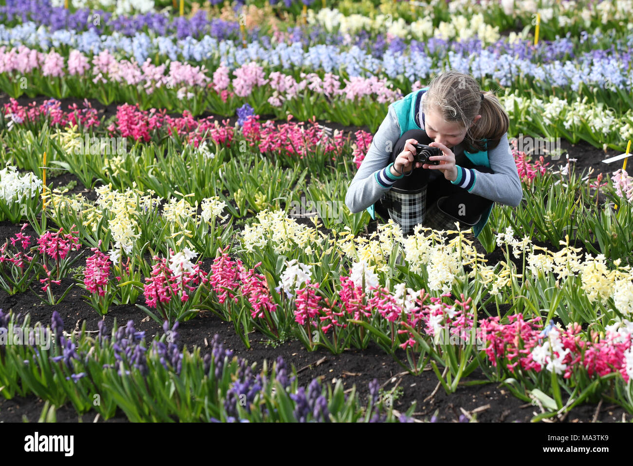 Cambridge, Großbritannien. 29. März, 2018. Evie Marriott (9) in einem Feld von Hyazinthen, die schließlich brach in Blume nach langsam in diesem Jahr so zu tun haben, weil der Kälteeinbruch und das Tier aus dem Osten. Alan Shipp (80) ist der Hüter der Nationalen Sammlung auf seiner Farm in Cambridge, Cambridgeshire. Seine Sammlung für die Öffentlichkeit zugänglich ist das Osterwochenende, und Besucher aus ganz Europa an die Farbenpracht zu sehen. Credit: Paul Marriott/Alamy leben Nachrichten Stockfoto