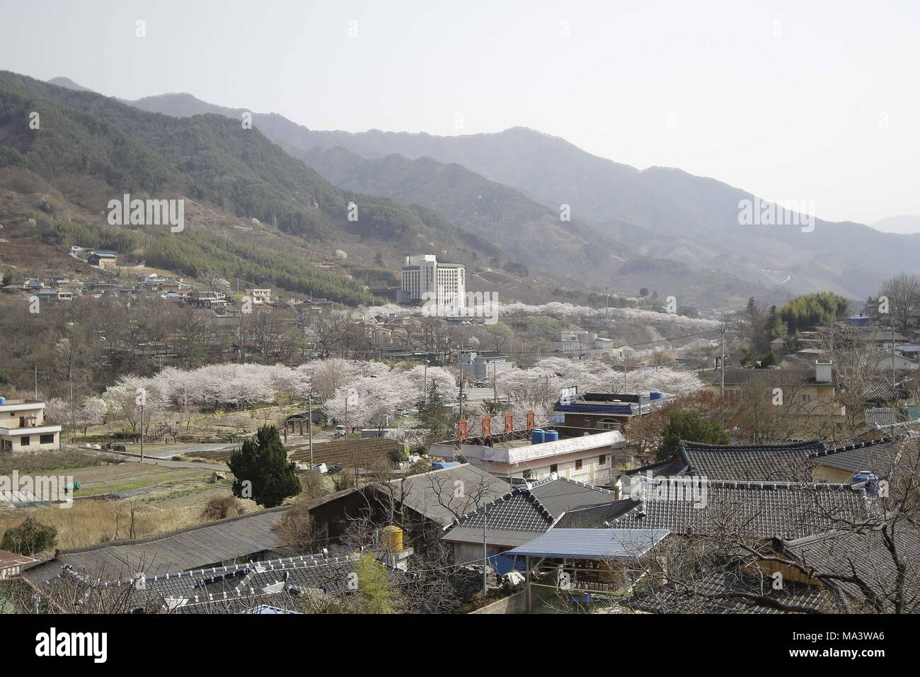 Hadong, GYEONGNAM, Südkorea. 30 Mär, 2018. März 30, 2018 - Hadong Gewehr, South Korea-Dailight Szene in voller Blüte auf kirschblüten am Straßenrand in Hadong-Gun, Südkorea. Die Kirschblüte auch bekannt als Sakura in Südkorea normalerweise Peaks im März oder Anfang April im Frühjahr. Credit: Ryu Seung-Il/ZUMA Draht/Alamy leben Nachrichten Stockfoto