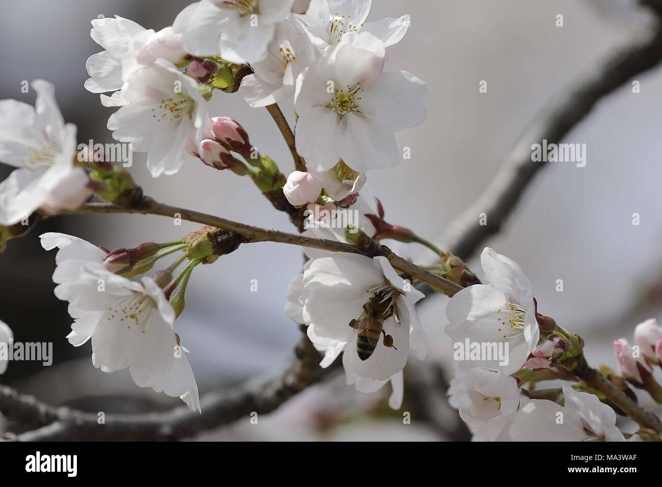 Hadong, GYEONGNAM, Südkorea. 30 Mär, 2018. März 30, 2018 - Hadong Gewehr, South Korea-Dailight Szene in voller Blüte auf kirschblüten am Straßenrand in Hadong-Gun, Südkorea. Die Kirschblüte auch bekannt als Sakura in Südkorea normalerweise Peaks im März oder Anfang April im Frühjahr. Credit: Ryu Seung-Il/ZUMA Draht/Alamy leben Nachrichten Stockfoto