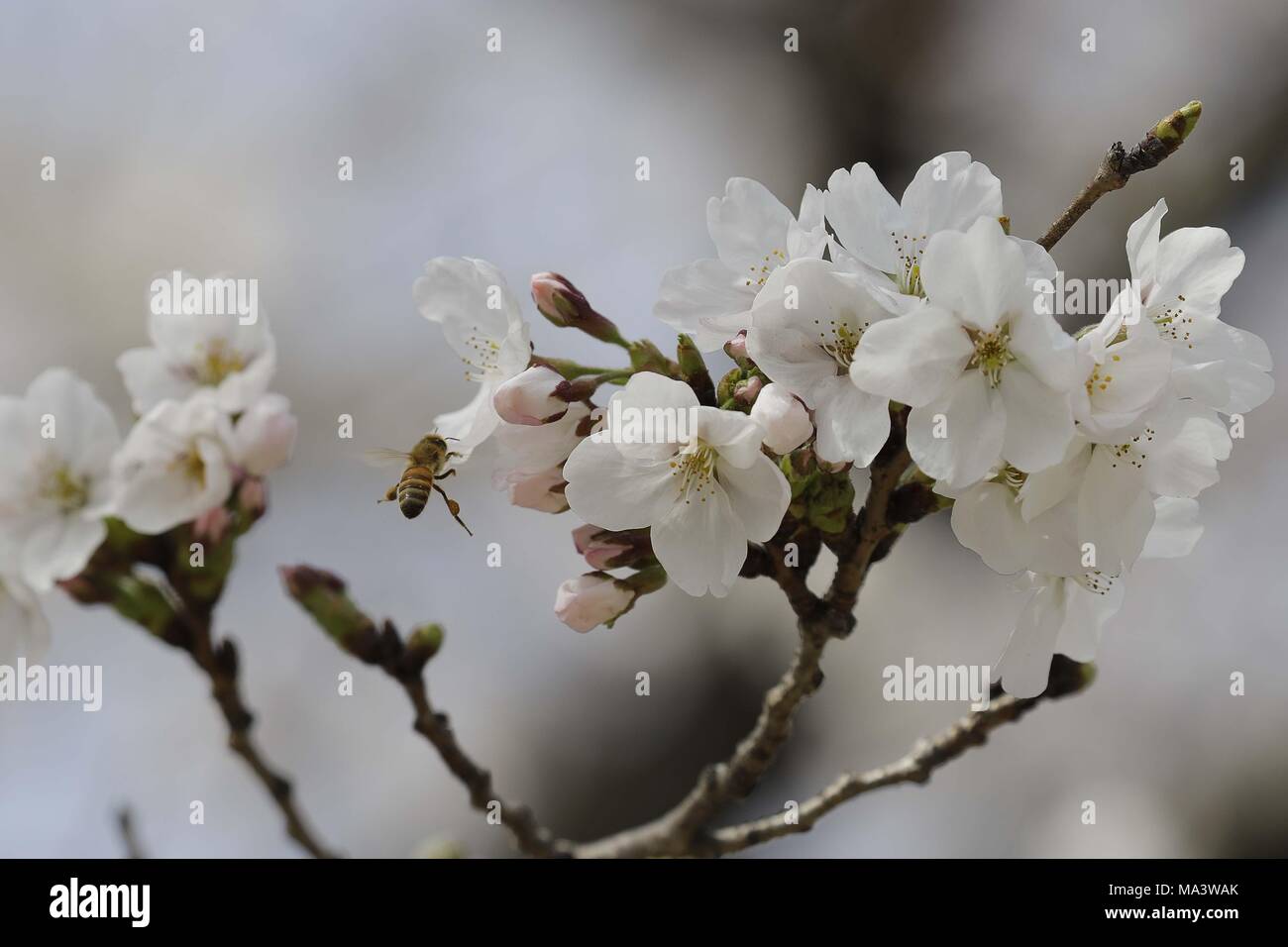 Hadong, GYEONGNAM, Südkorea. 30 Mär, 2018. März 30, 2018 - Hadong Gewehr, South Korea-Dailight Szene in voller Blüte auf kirschblüten am Straßenrand in Hadong-Gun, Südkorea. Die Kirschblüte auch bekannt als Sakura in Südkorea normalerweise Peaks im März oder Anfang April im Frühjahr. Credit: Ryu Seung-Il/ZUMA Draht/Alamy leben Nachrichten Stockfoto
