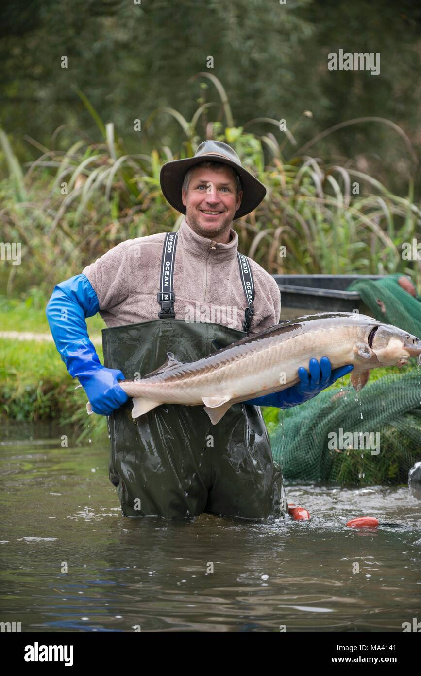 Ablaichkasten Nikolai Birnbaum stehend im Wasser Holding ein Fisch Stockfoto