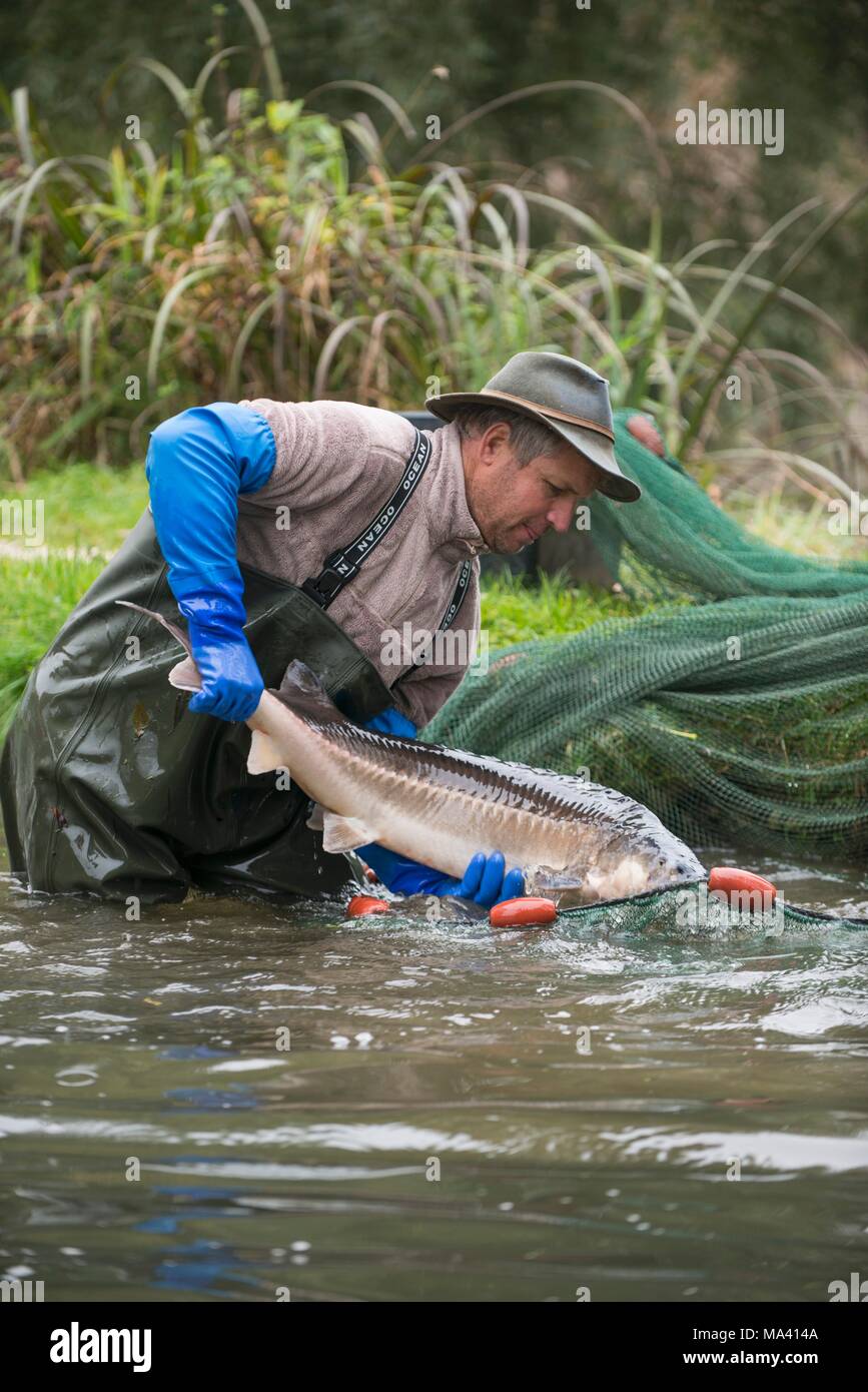 Ablaichkasten Nikolai Birnbaum stehend im Wasser Holding ein Fisch Stockfoto