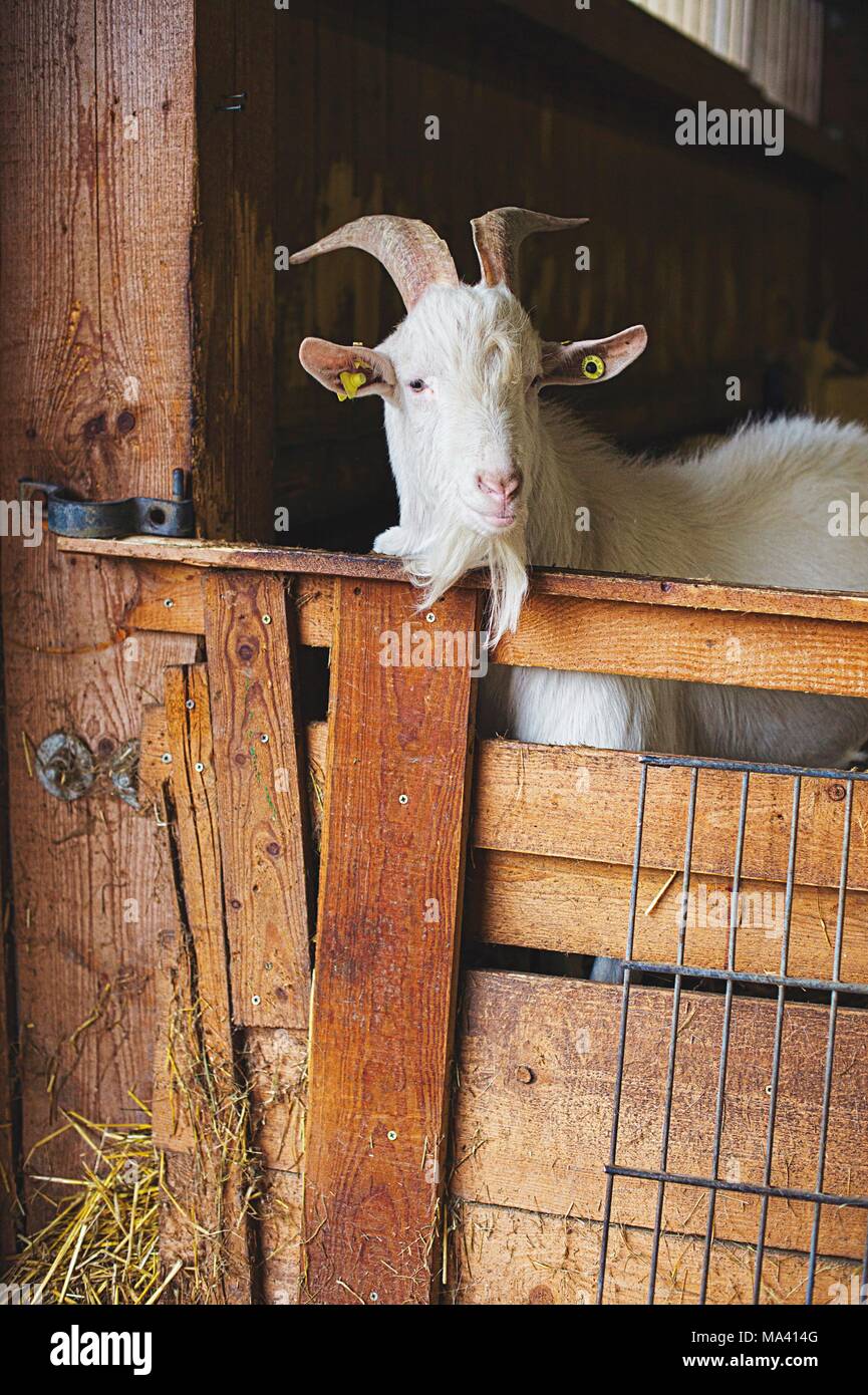 Eine Ziege in einem Stall an Vulkanhof, Eifel, Deutschland Stockfoto