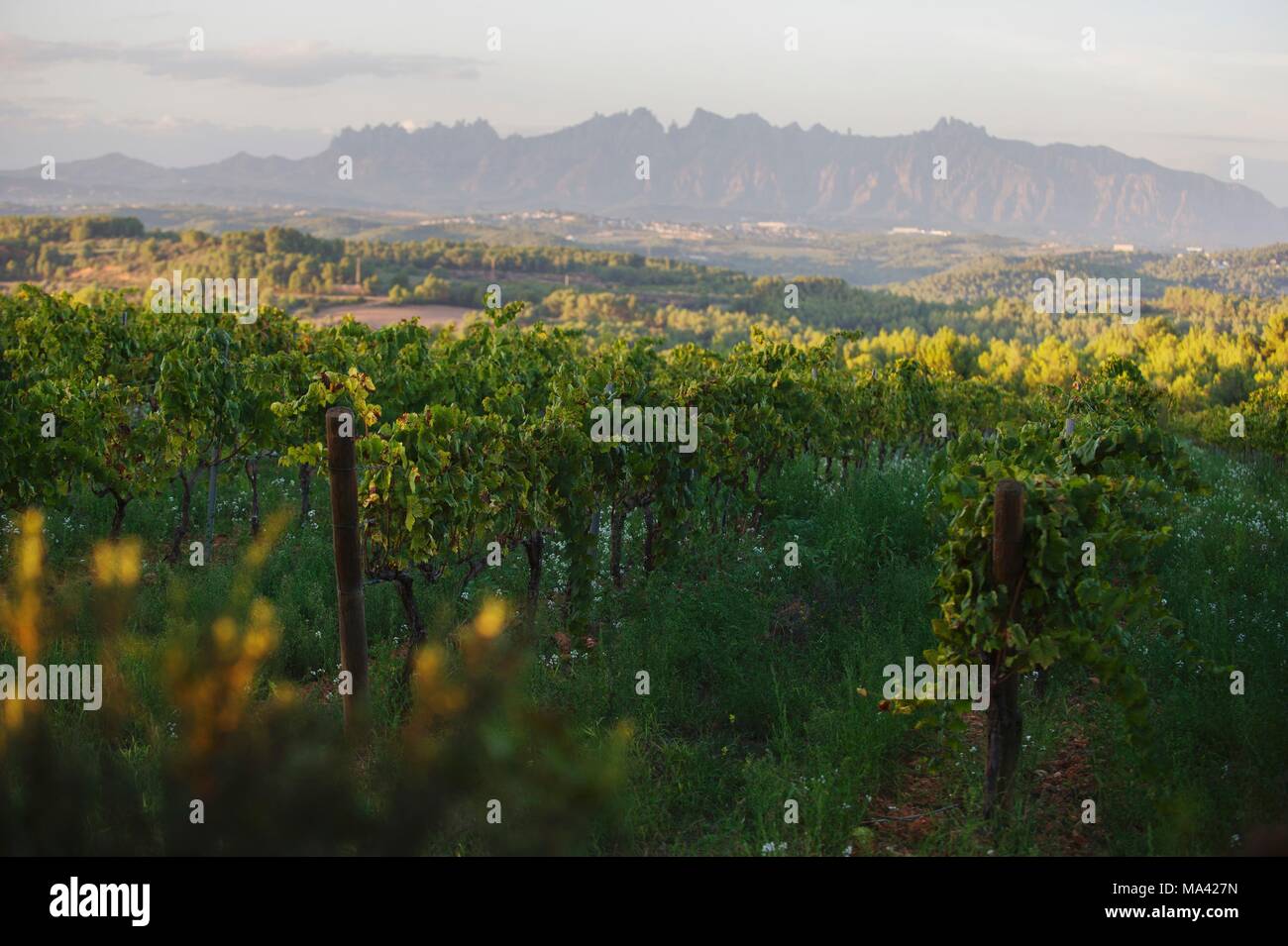 Die Charello Weinberg an der Recaredo Weingut mit den Montserrat Bergkette im Hintergrund (El Penedes, Spanien) Stockfoto