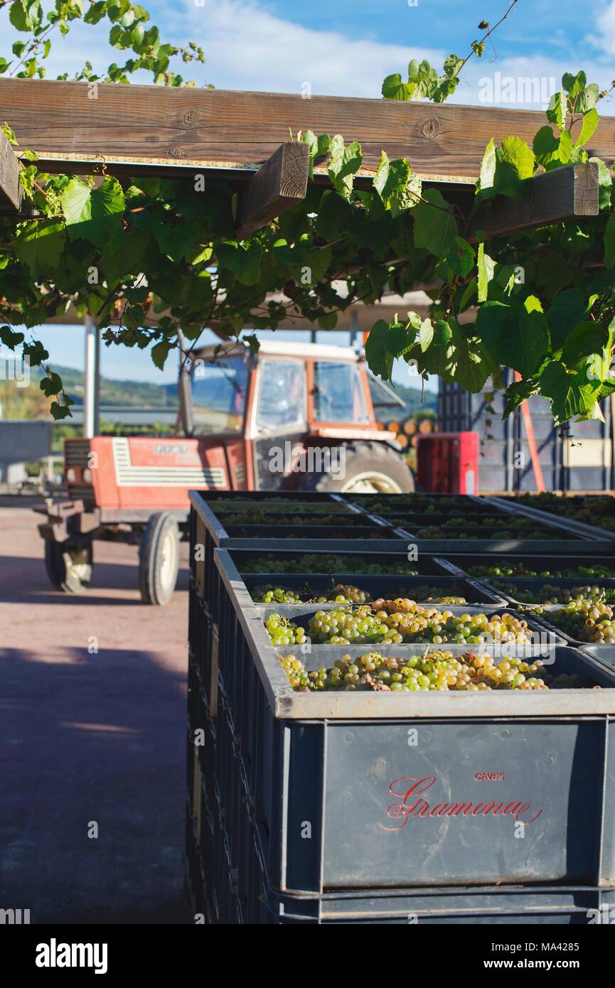 Ein Traktor und Charello Trauben in Kisten an der Gramona Weinkellerei (in El Penedes, Spanien) Stockfoto