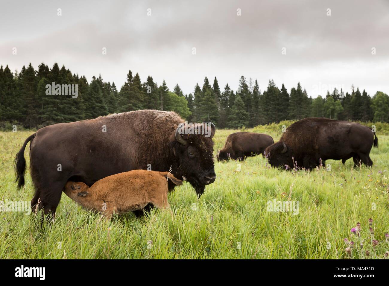 Bison Kälber Saugen in der Mountain National Park, Kanada Stockfoto