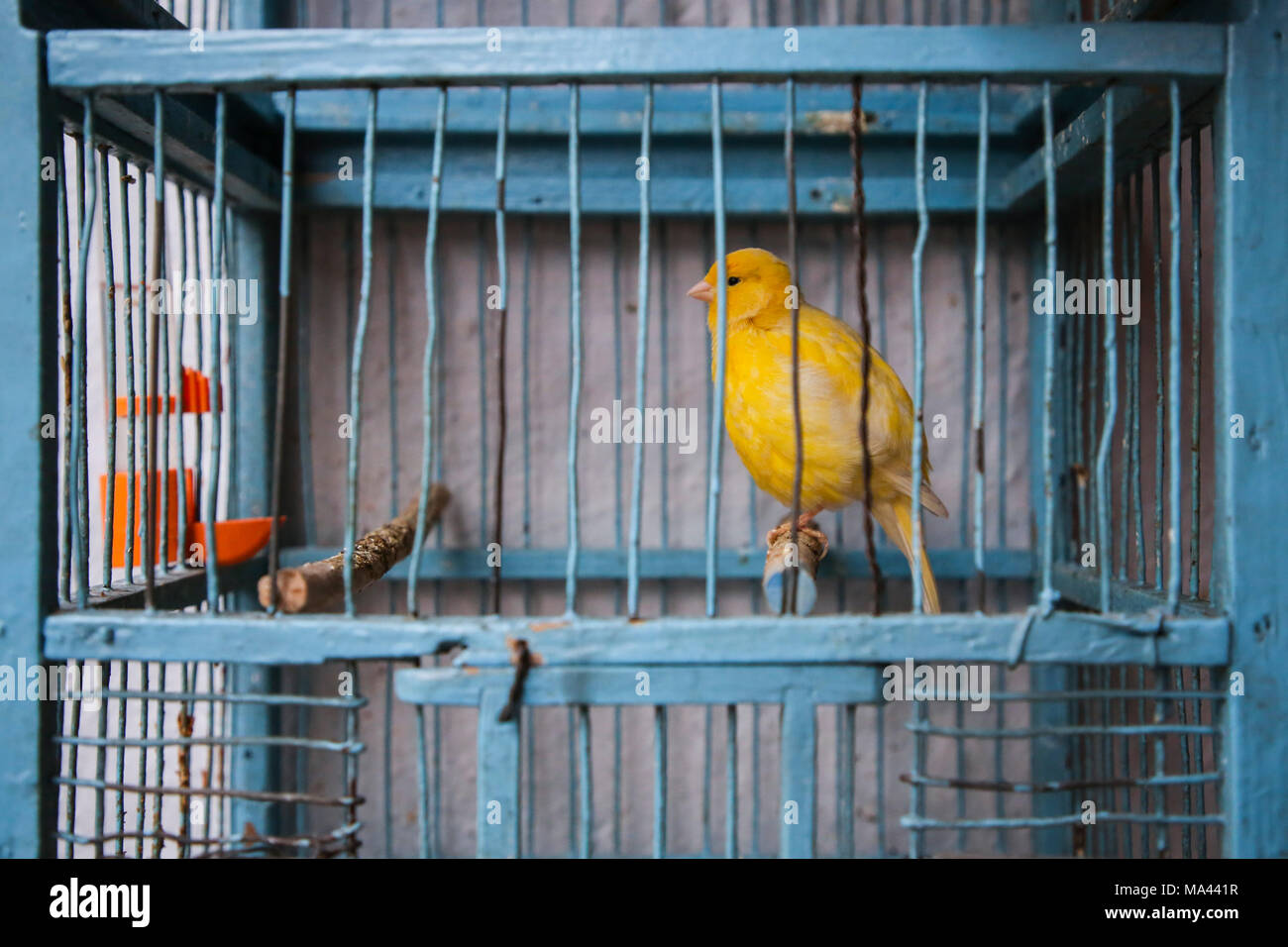 Einen gelben Kanarienvogel im Käfig innen' Pod Aniolami 'polnische Küche Restaurant in Krakaus Altstadt gesehen. Am Dienstag, den 27. Januar 2018, in Krakau, Polen. Stockfoto