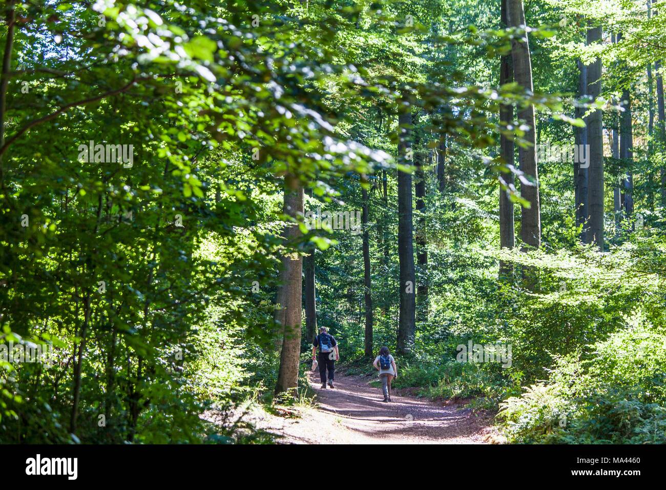Der Rennsteig ridge Spaziergang von Hörschel zur Hohen Sonne im Thüringer Wald, Thüringen, Deutschland Stockfoto