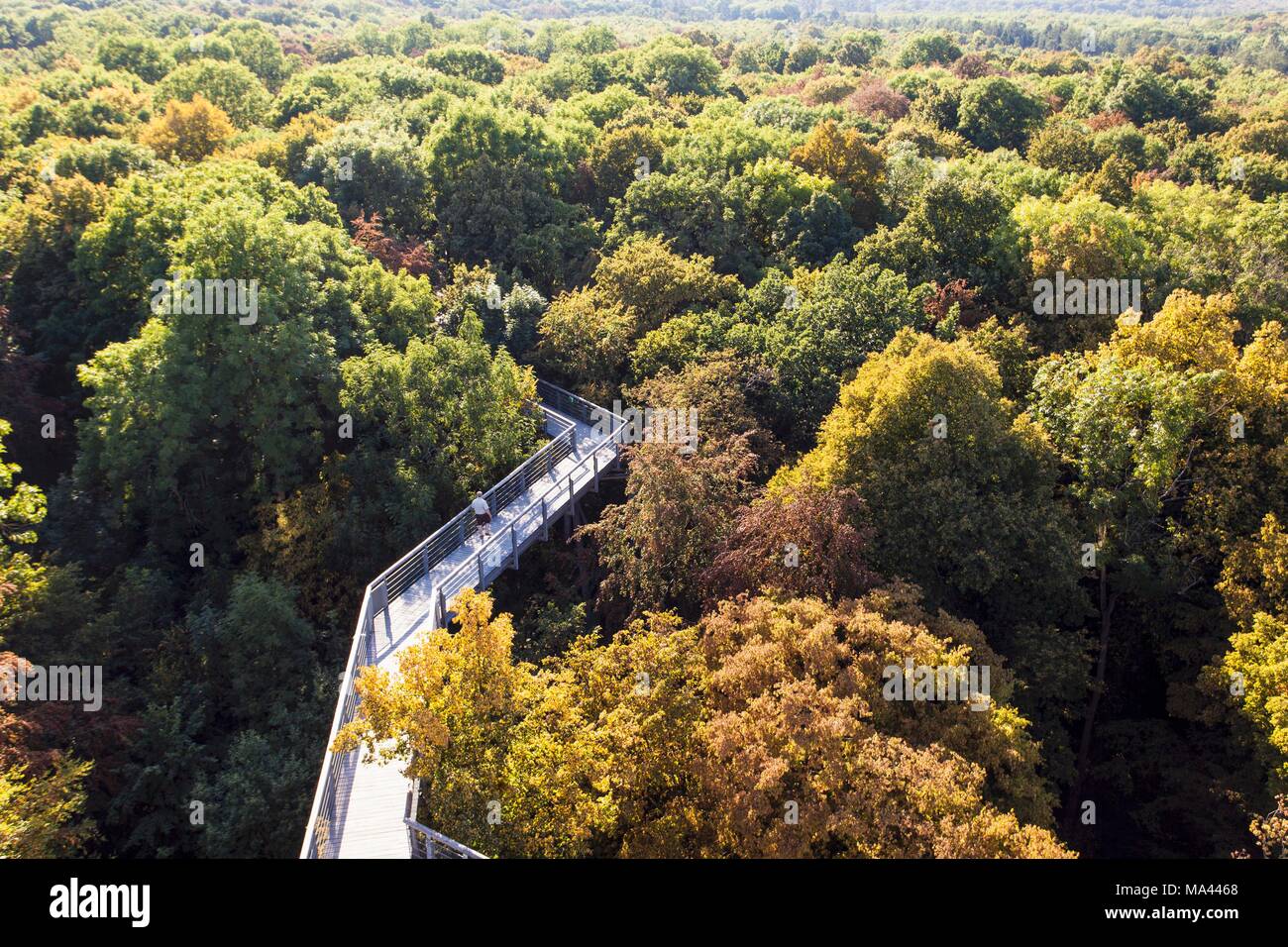 Die baumklettern in den Nationalpark Hainich, Thüringer Wald, Thüringen, Deutschland Stockfoto