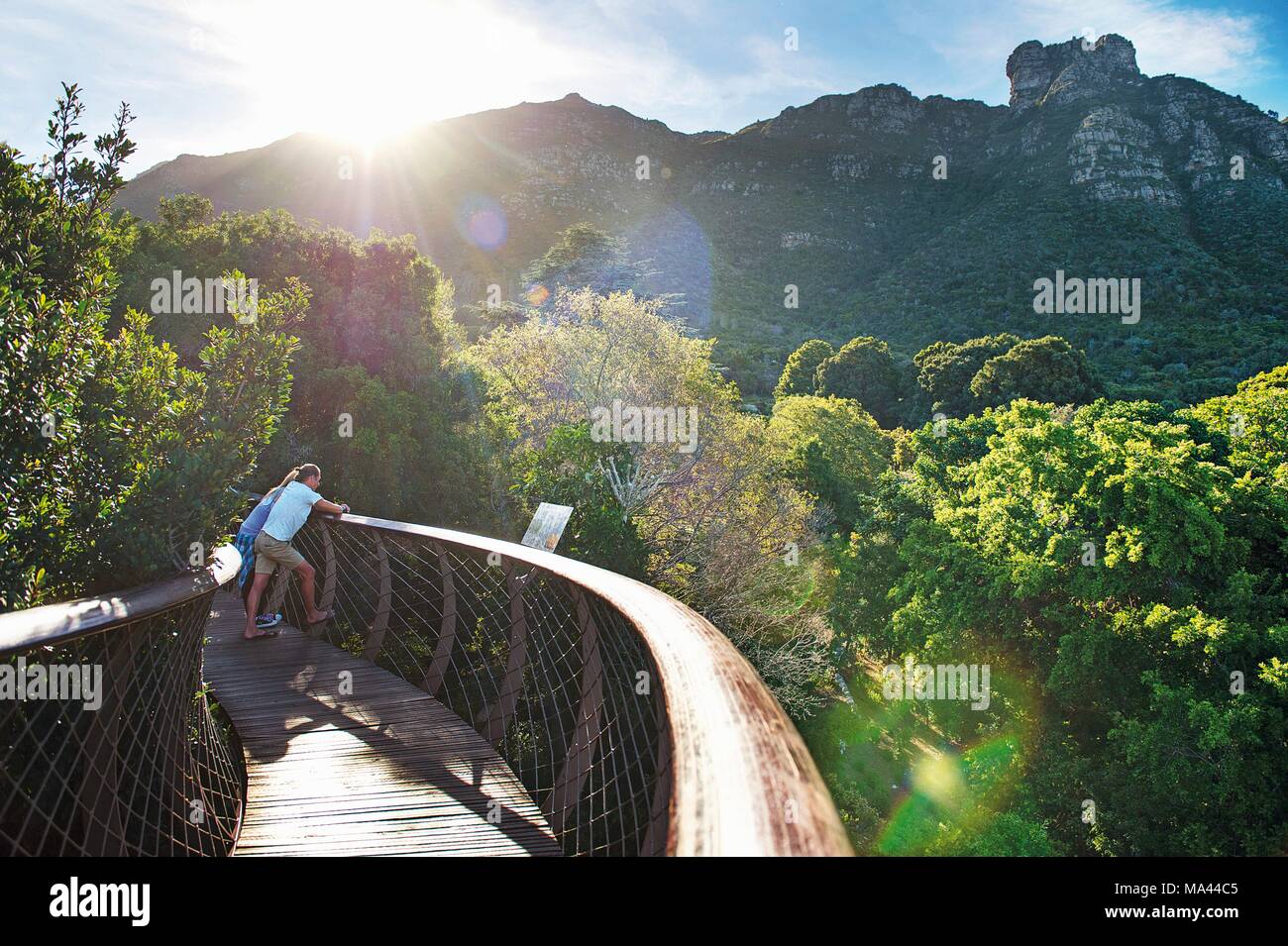 Kirstenbosch National Botanical Garden, mit Blick auf den Tafelberg von der Baumkronenpfad in Kapstadt, Südafrika Stockfoto