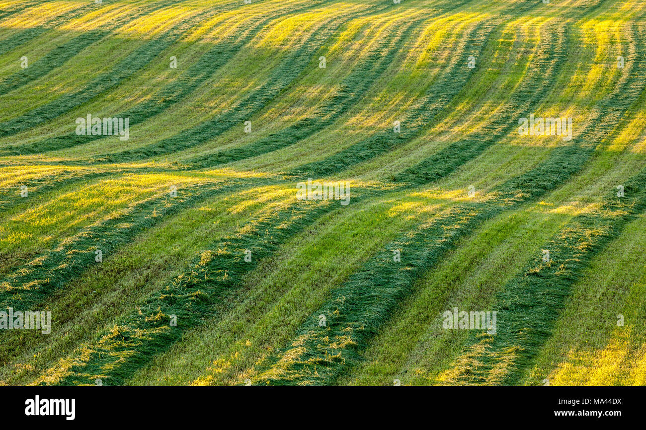 Eine rollende Feld mit frisch geschnittenem Heu in Schwaden im späten Tag Sonne. Stockfoto