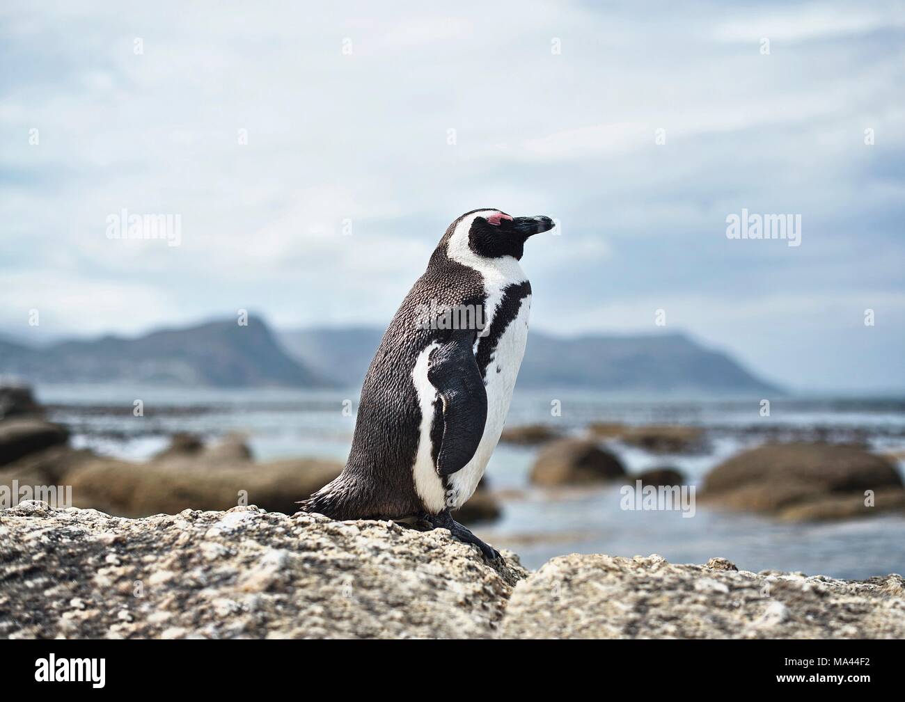Ein Jackass Pinguine in der Nähe von Simon's Town in Kapstadt, Südafrika Stockfoto