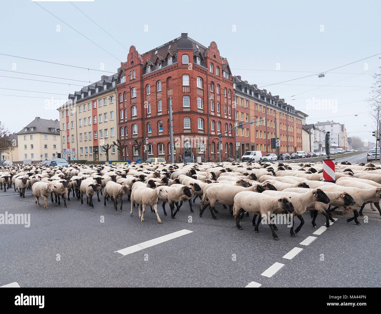Eine Herde von Schafen am Leipziger Platz, Kassel, Deutschland Stockfoto