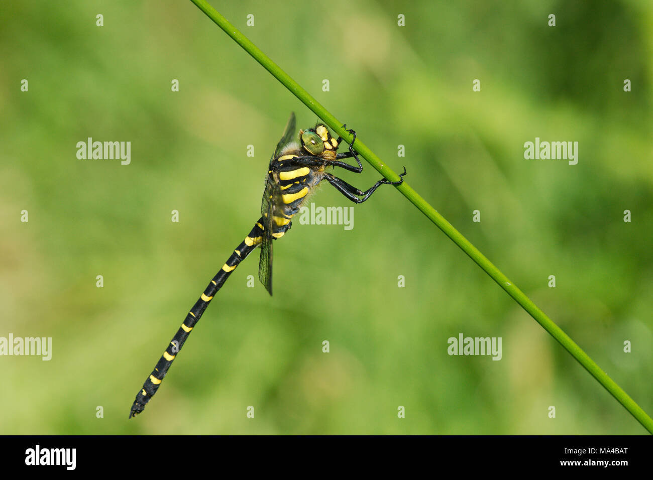 Golden-Dragonfly Cordulegaster boltonii Beringt - ein markantes schwarz & gelb Dragonfly fotografierte das Festhalten an einem Gras Stammzellen in der Vendée, Frankreich Stockfoto