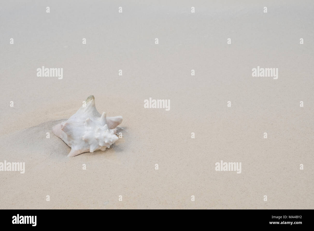 Conk Shell auf White Sand Beach, kopieren Tempo Stockfoto