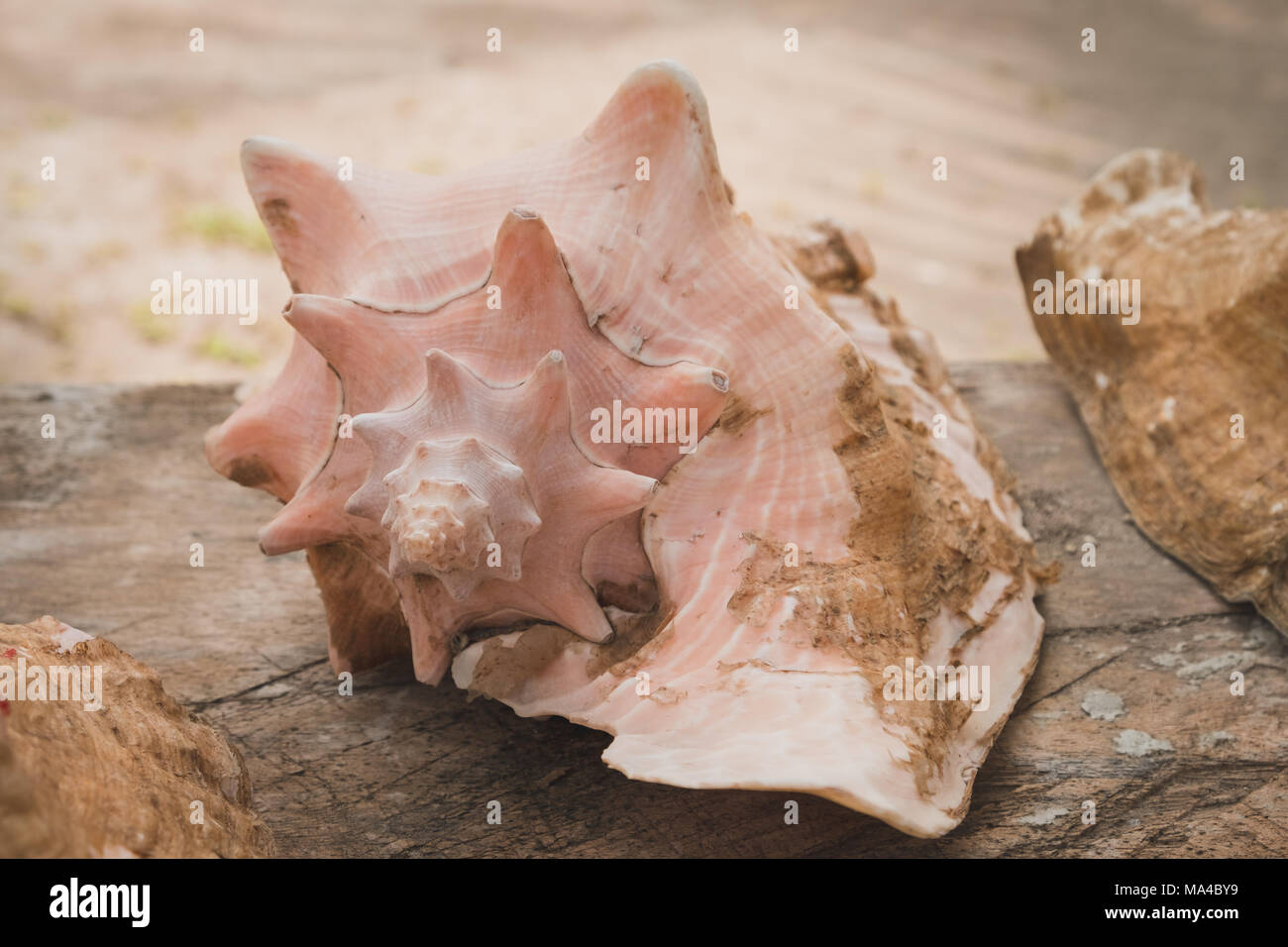 Conk Shell auf Holz- Hintergrund - Meer Schneckenhaus closeup, Stockfoto