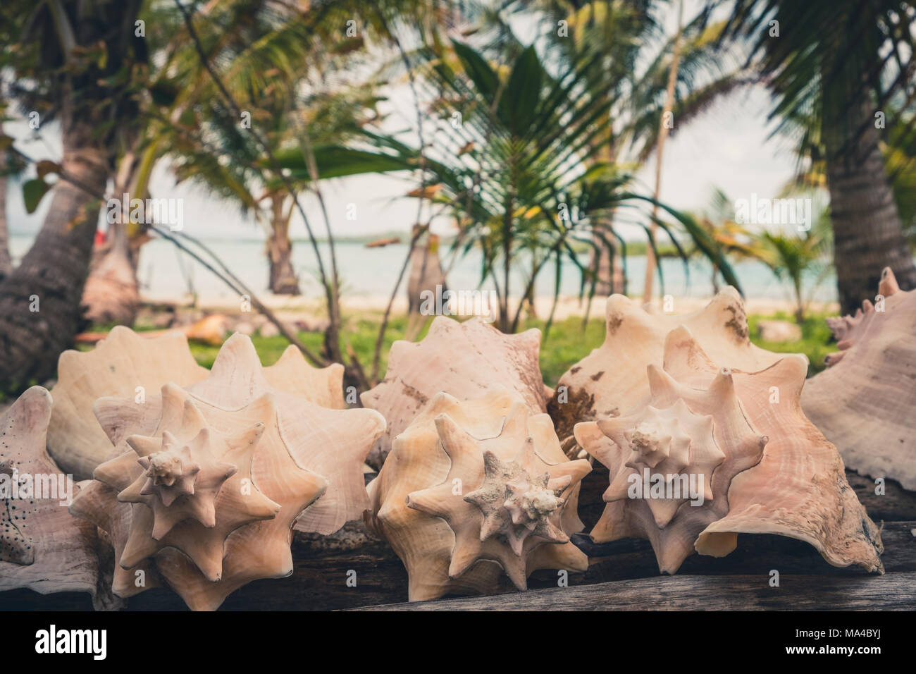 Conk Muscheln, Meer Schneckenhaus Sammlung mit Strand Hintergrund Stockfoto