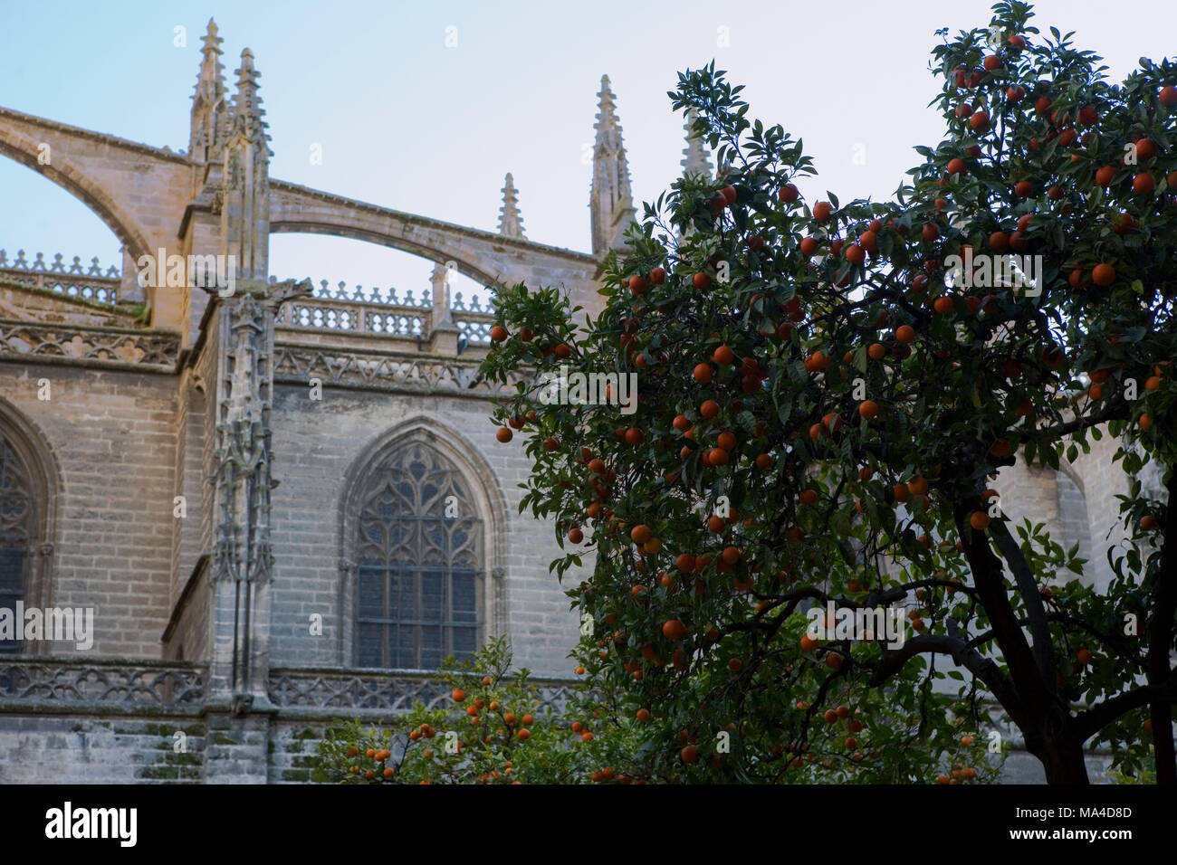 Die Kathedrale von Sevilla, und der Patio de Los Naranjos, oder Orange Tree Courtyard, Sevilla, Andalusien, Spanien Stockfoto