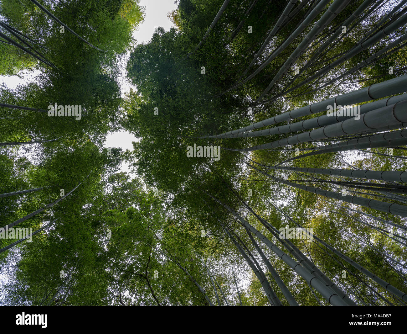 Der Bambuswald, Arashiyama, Japan. Stockfoto