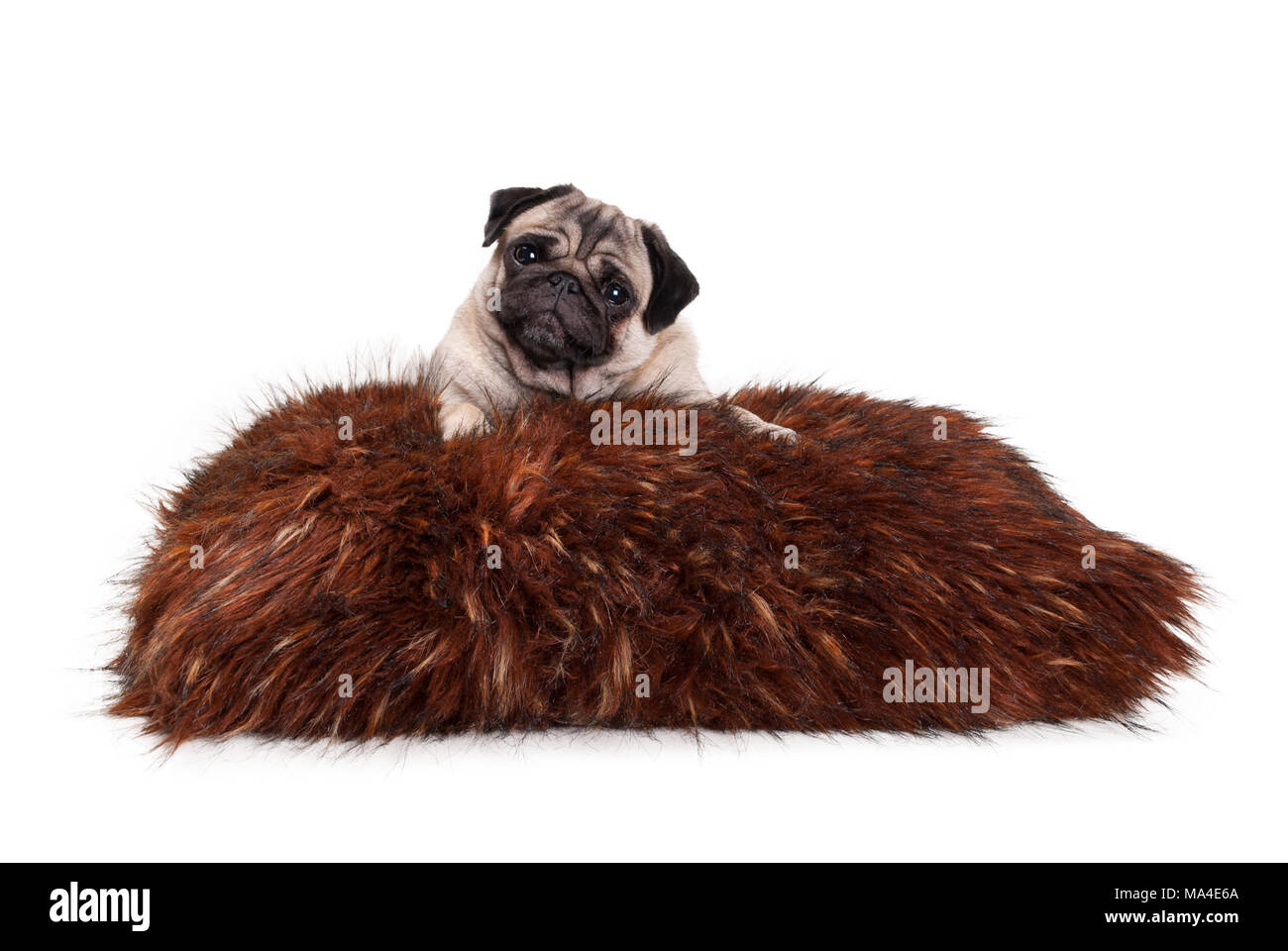 Freche mops Welpe Hund liegend auf Fuzzy Kunstfell Kissen, isoliert auf weißem Hintergrund Stockfoto