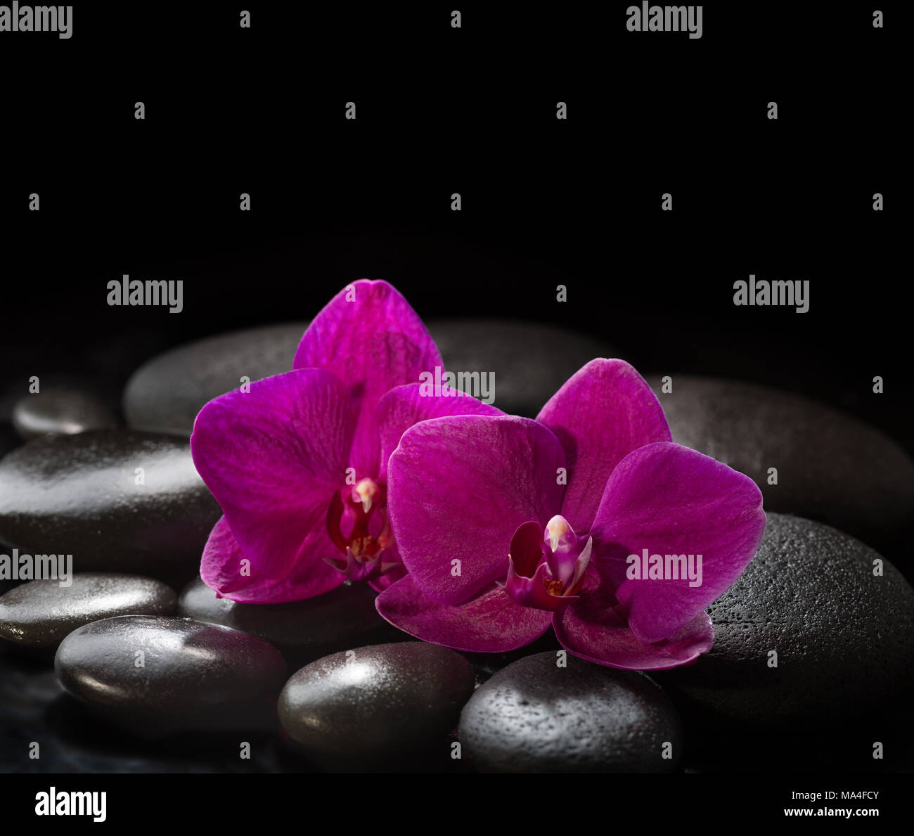 Zwei Orchideen Verlegung auf schwarzen Steinen. Spa-Konzept. LaStone Therapy Stockfoto