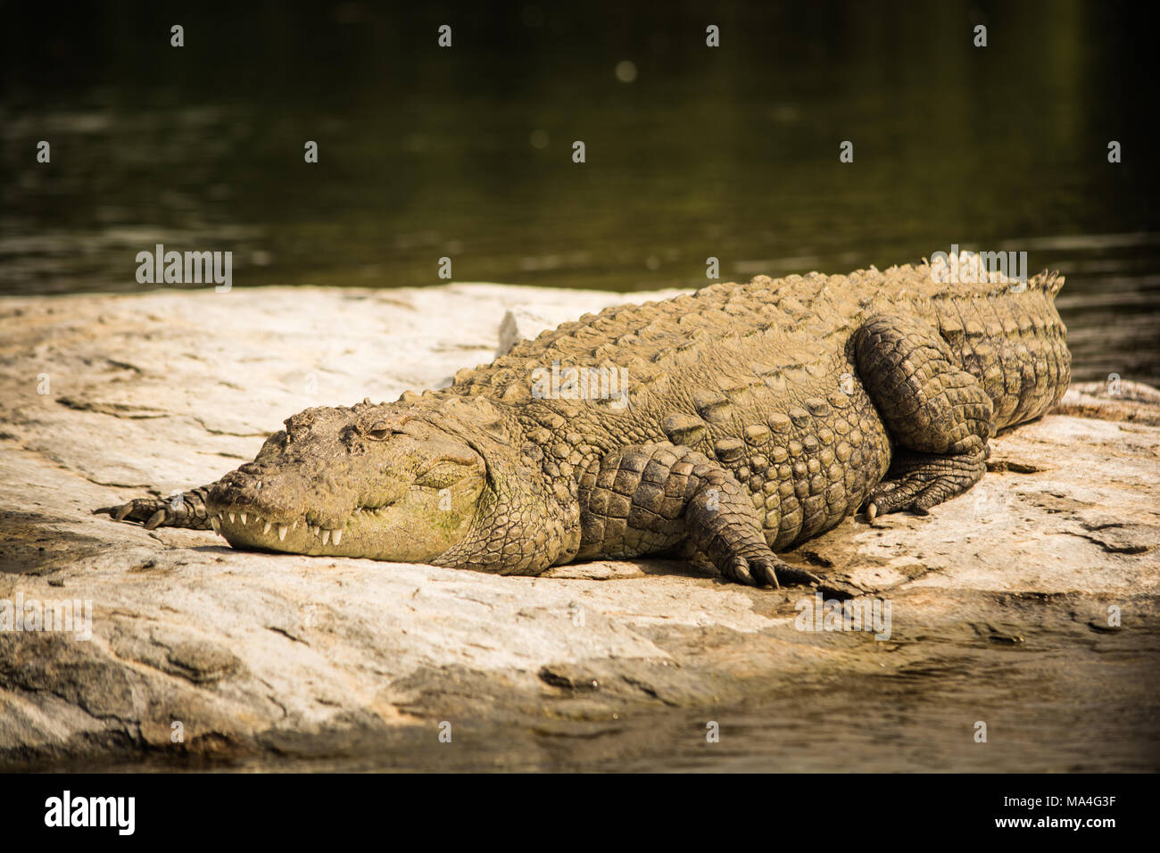 Nahaufnahme von mugger Crocodile ruht auf einem Felsen am ranganathittu Vogelschutzgebiet. Stockfoto